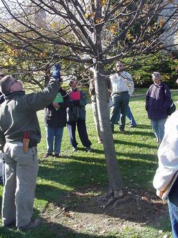 Determining position of leaf buds on branch