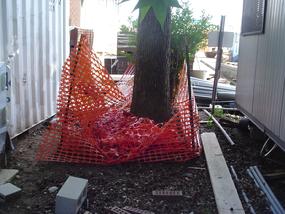 n of construction damaged mature tree