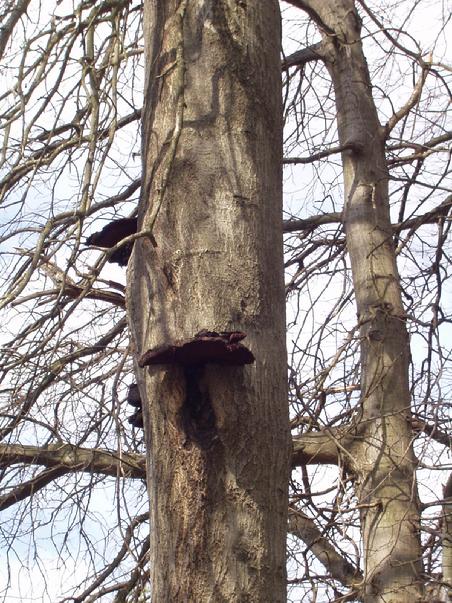 Fungal growth indicating internal decay